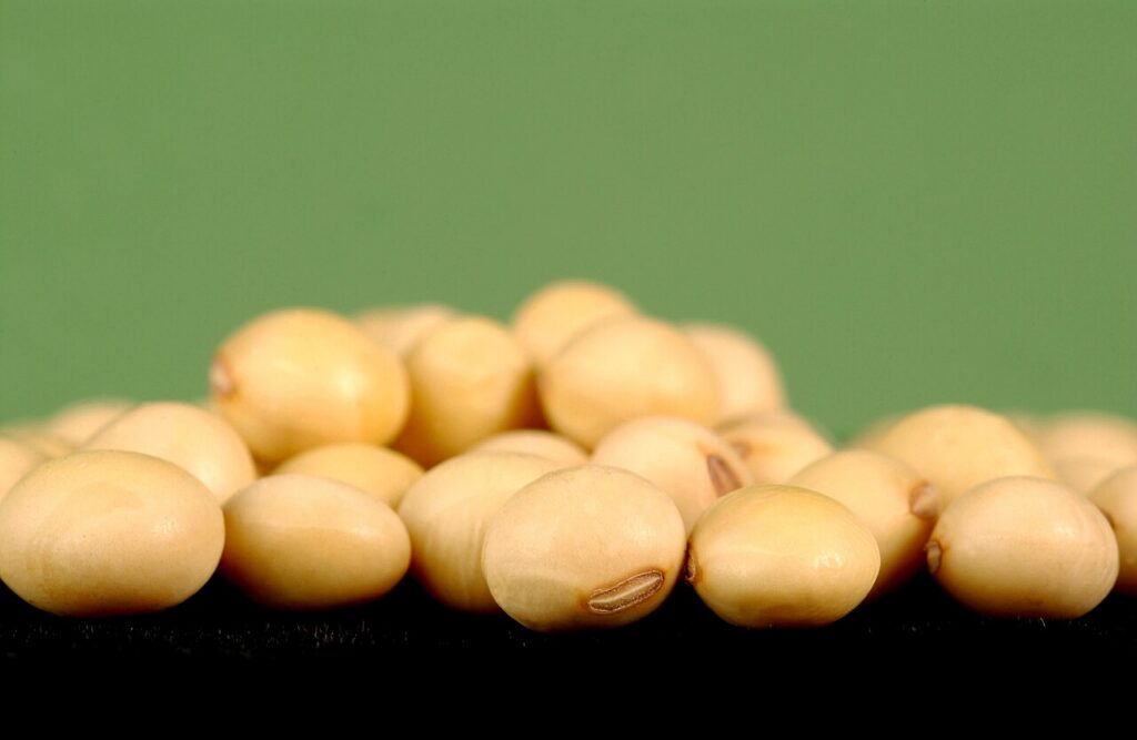 검은 바닥 위에 모여 있는 노란 콩알의 근접 사진