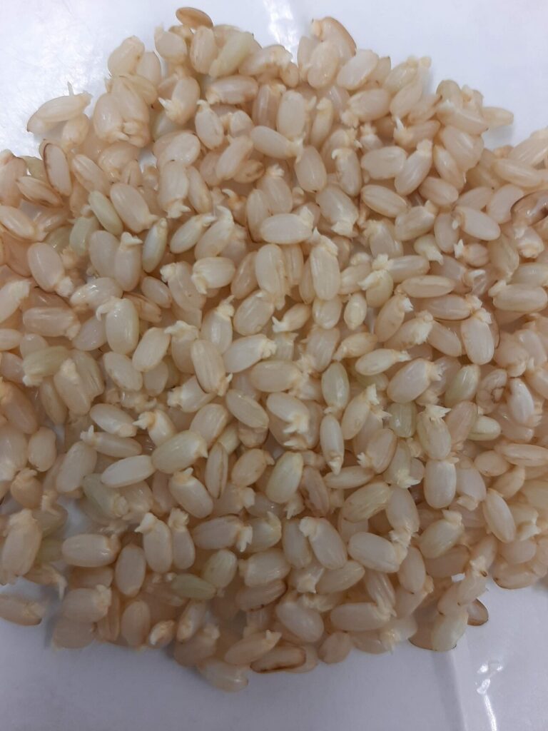 흰 접시 위에 펼쳐진, 낟알 끝에 작은 흰 싹이 나온 발아현미